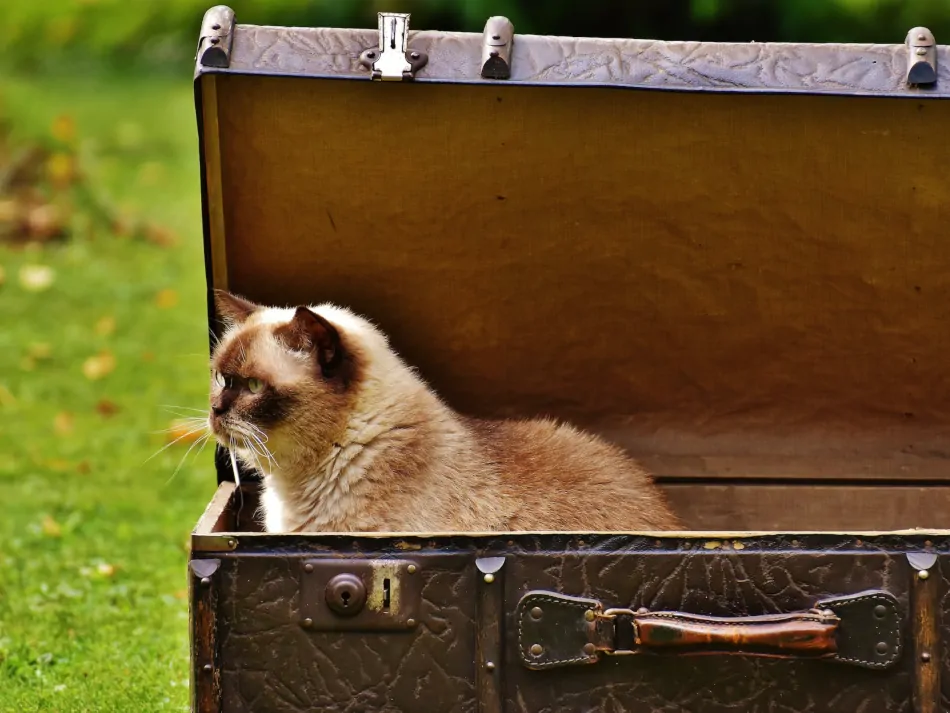 Traveling with Pets: Tips for Pet-Friendly Adventures